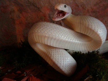 Elaphe obsoleta-leucistic